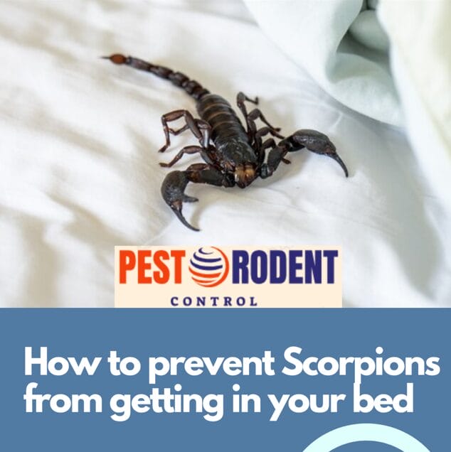 how to prevent scorpions from getting in your bed
