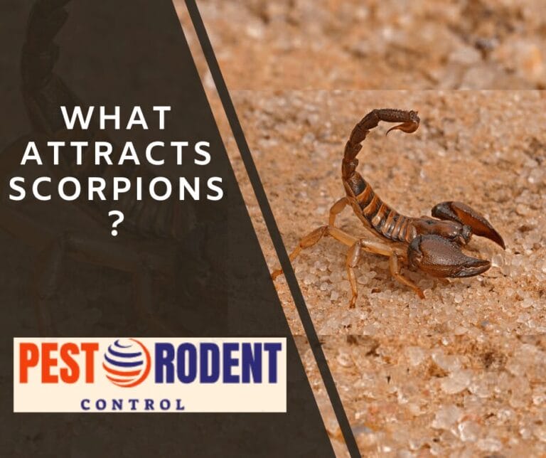 What Attracts Scorpions