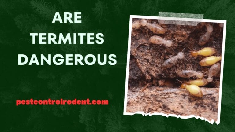 The Silent Destroyers: Are Termites Dangerous An In-Depth Exploration of the Infestation Threats
