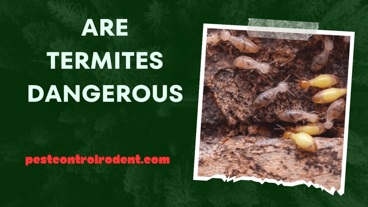 Are Termites Dangerous