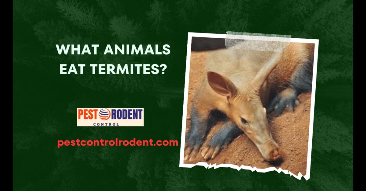 what animals eat termites