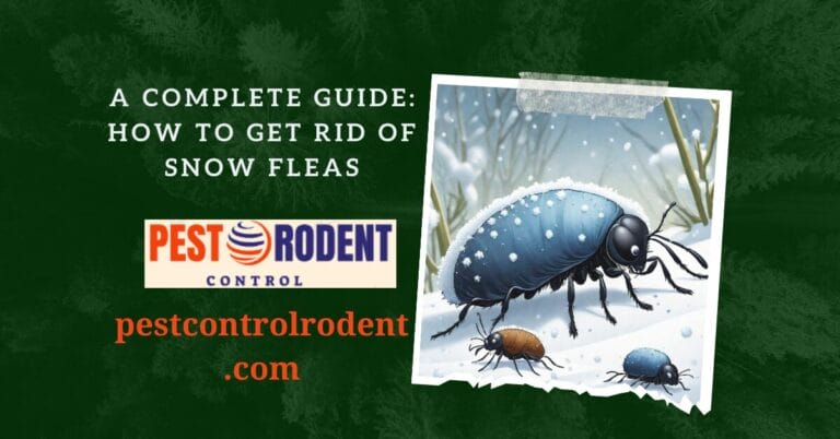 A Complete Guide: how to get rid of snow fleas