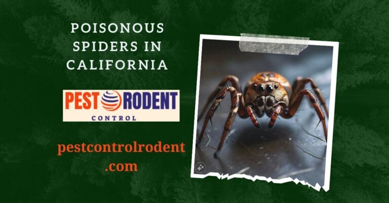 The Creepy Crawlies: poisonous spiders in California