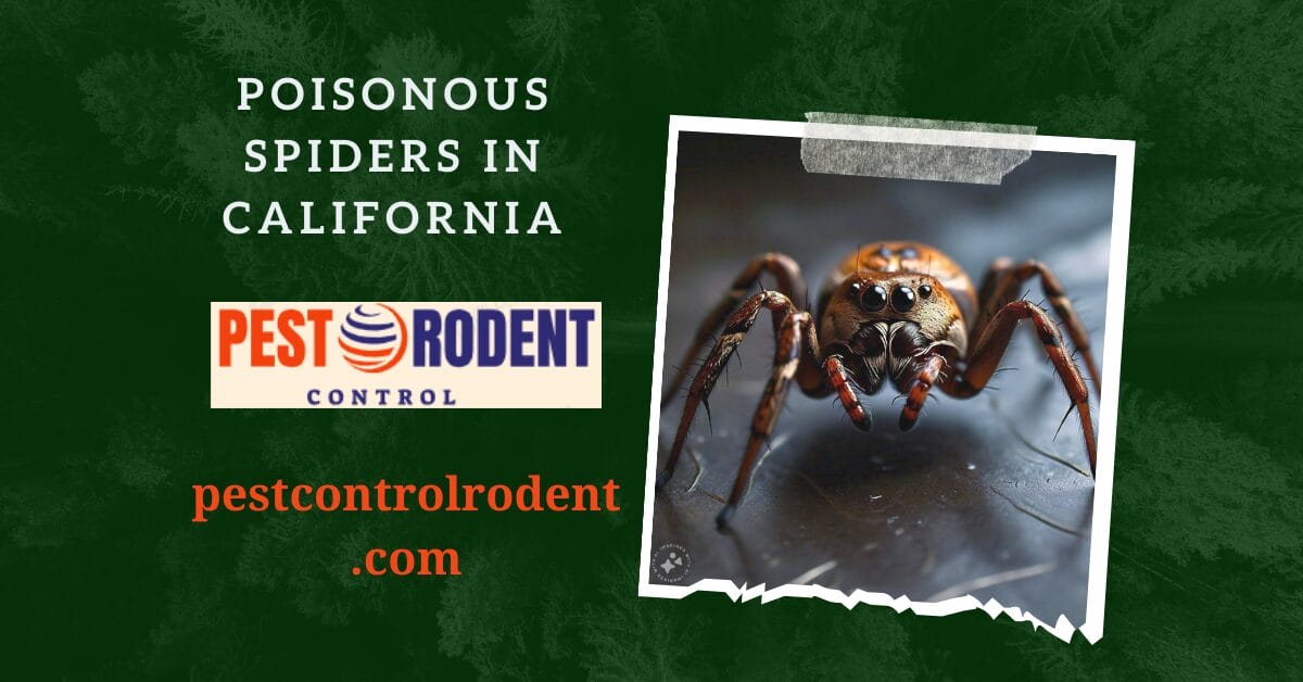 Poisonous Spiders in California