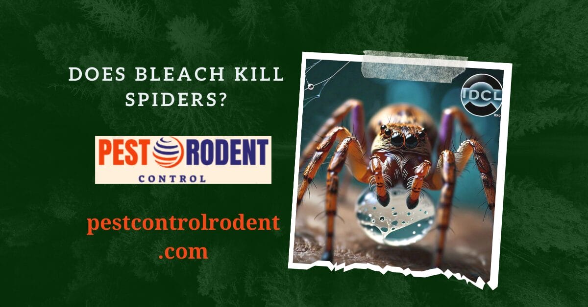 Does Bleach Kill Spiders: Separating Fact from Fiction