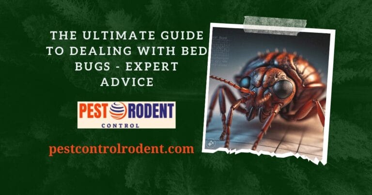 The Ultimate Guide to Dealing with Bed Bugs – Expert Advice