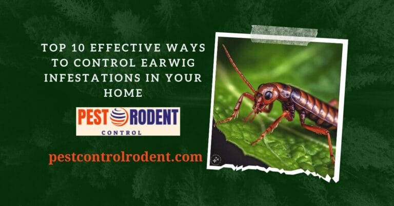 Top 10 Effective Ways to Control Earwig Infestations in Your Home