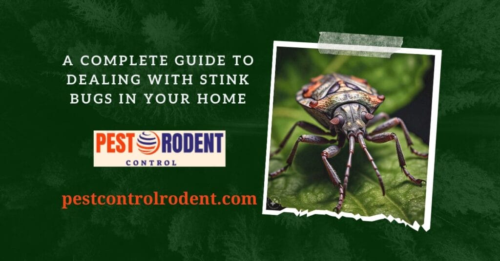 A Complete Guide to Dealing with Stink Bugs in Your Home